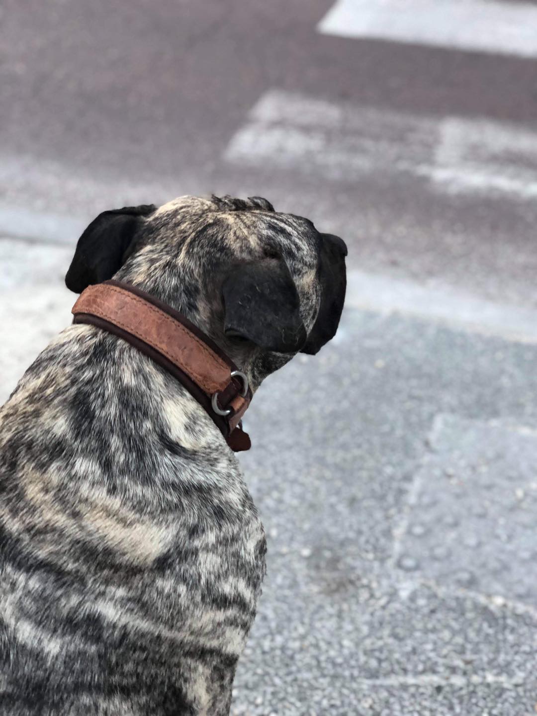 COLLIER CHIEN EN CUIR CROCO