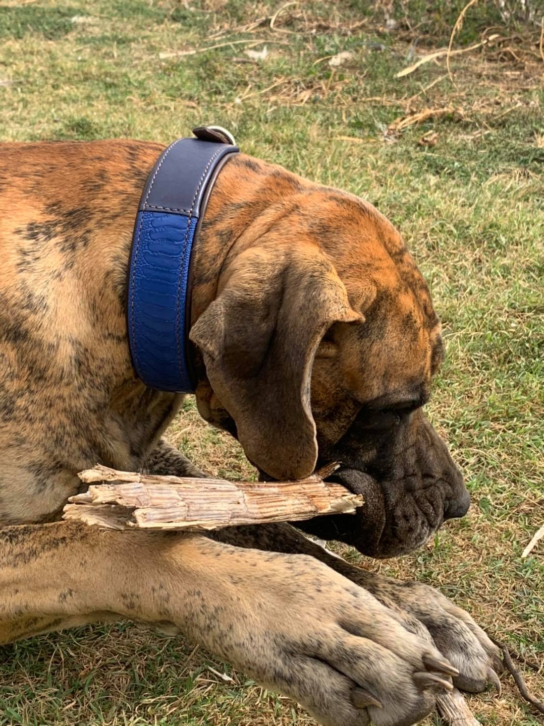 COLLIER CHIEN en cuir D'AUTRUCHE