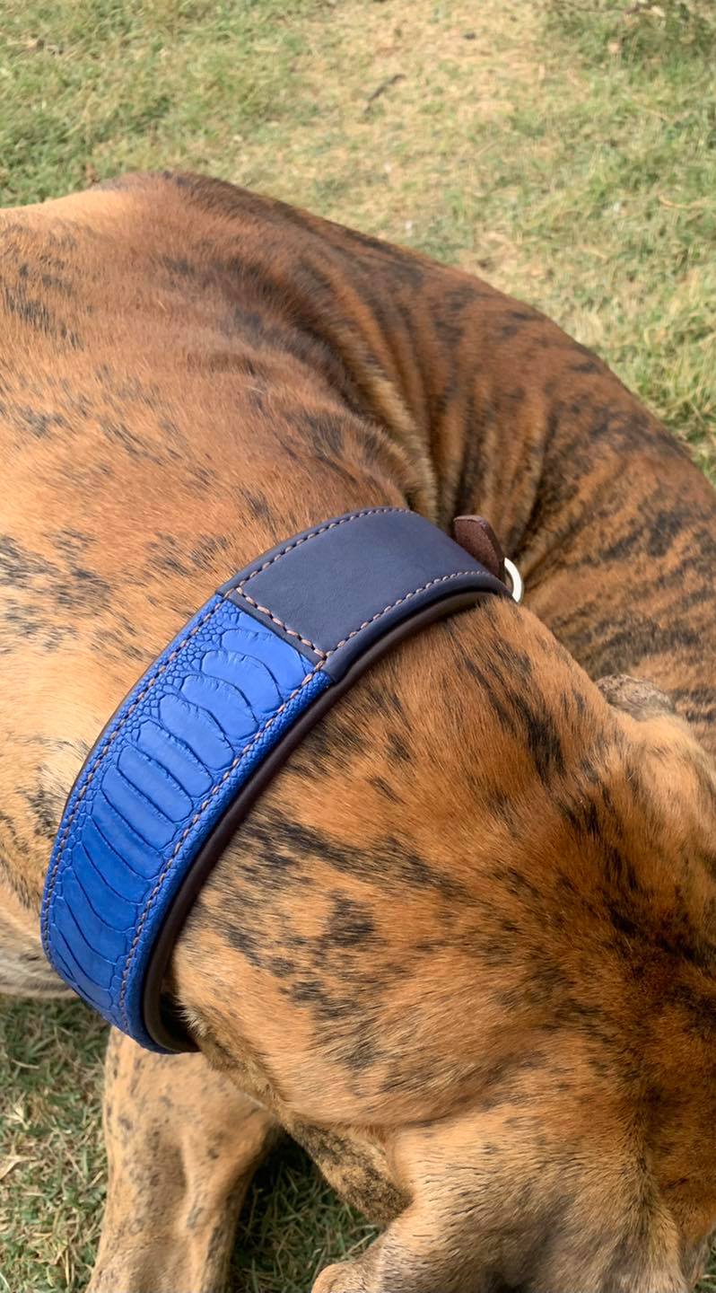 COLLIER CHIEN en cuir D'AUTRUCHE