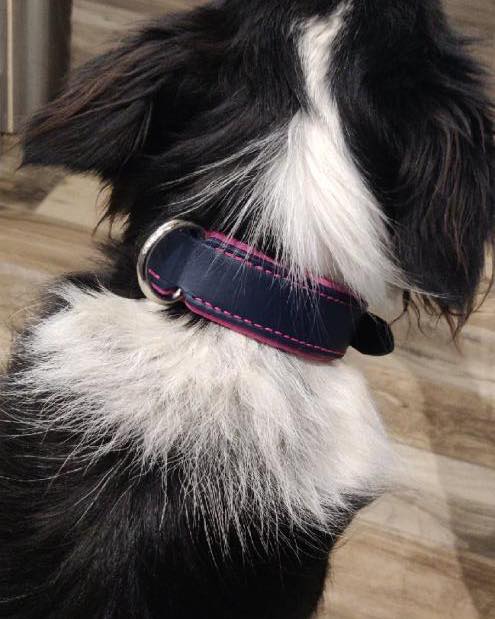COLLIER CHIEN CONFORT