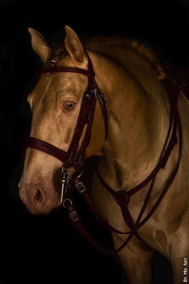 COLLIER DE CHASSE PORTUGAIS