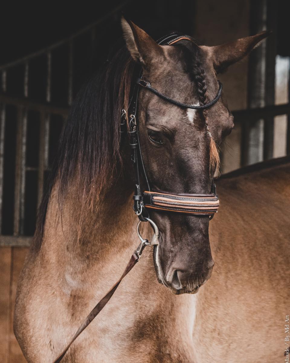 BRIDON LUXE 3 BRINS EN GALUCHAT
