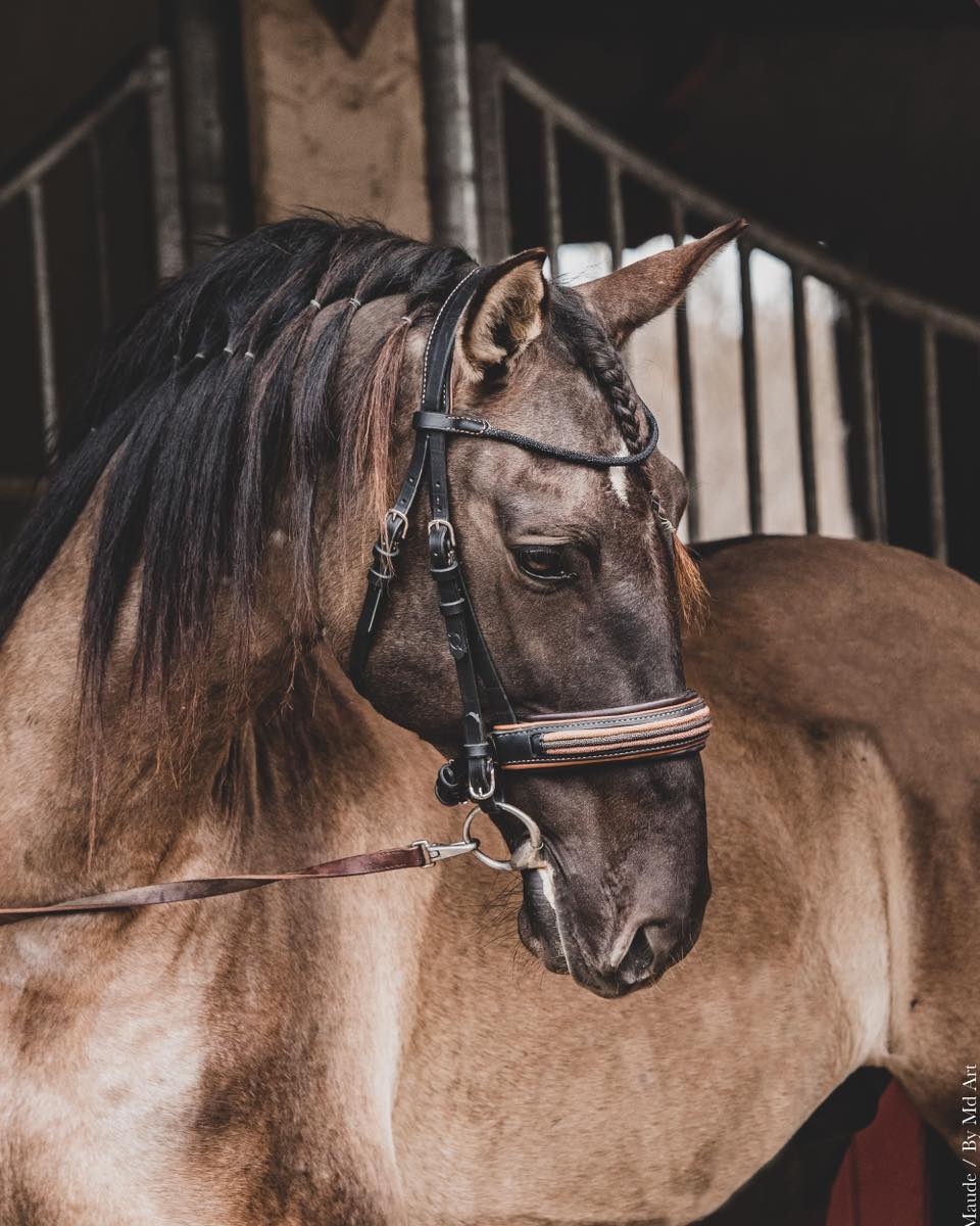 BRIDON LUXE 3 BRINS EN GALUCHAT