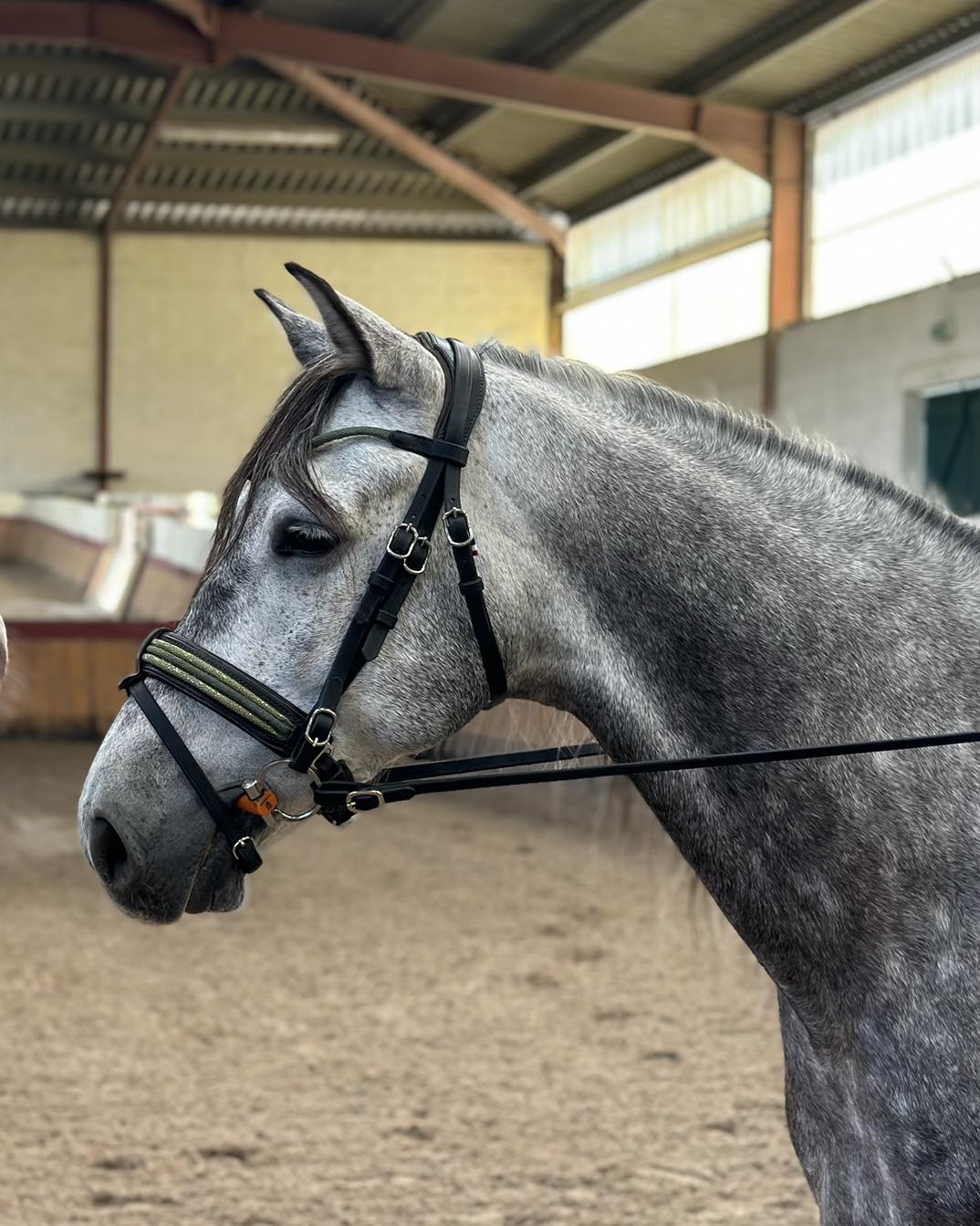 BRIDON LUXE 3 BRINS EN GALUCHAT