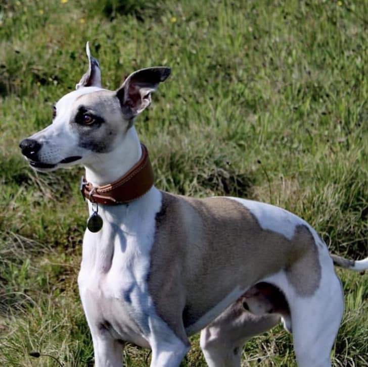 COLLIER CHIEN WHIPPET