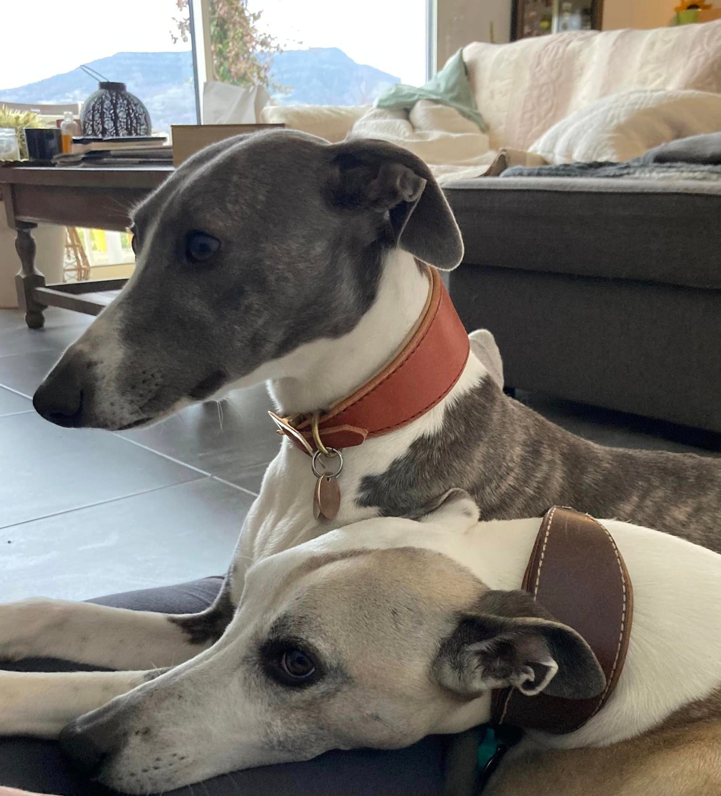 COLLIER CHIEN WHIPPET