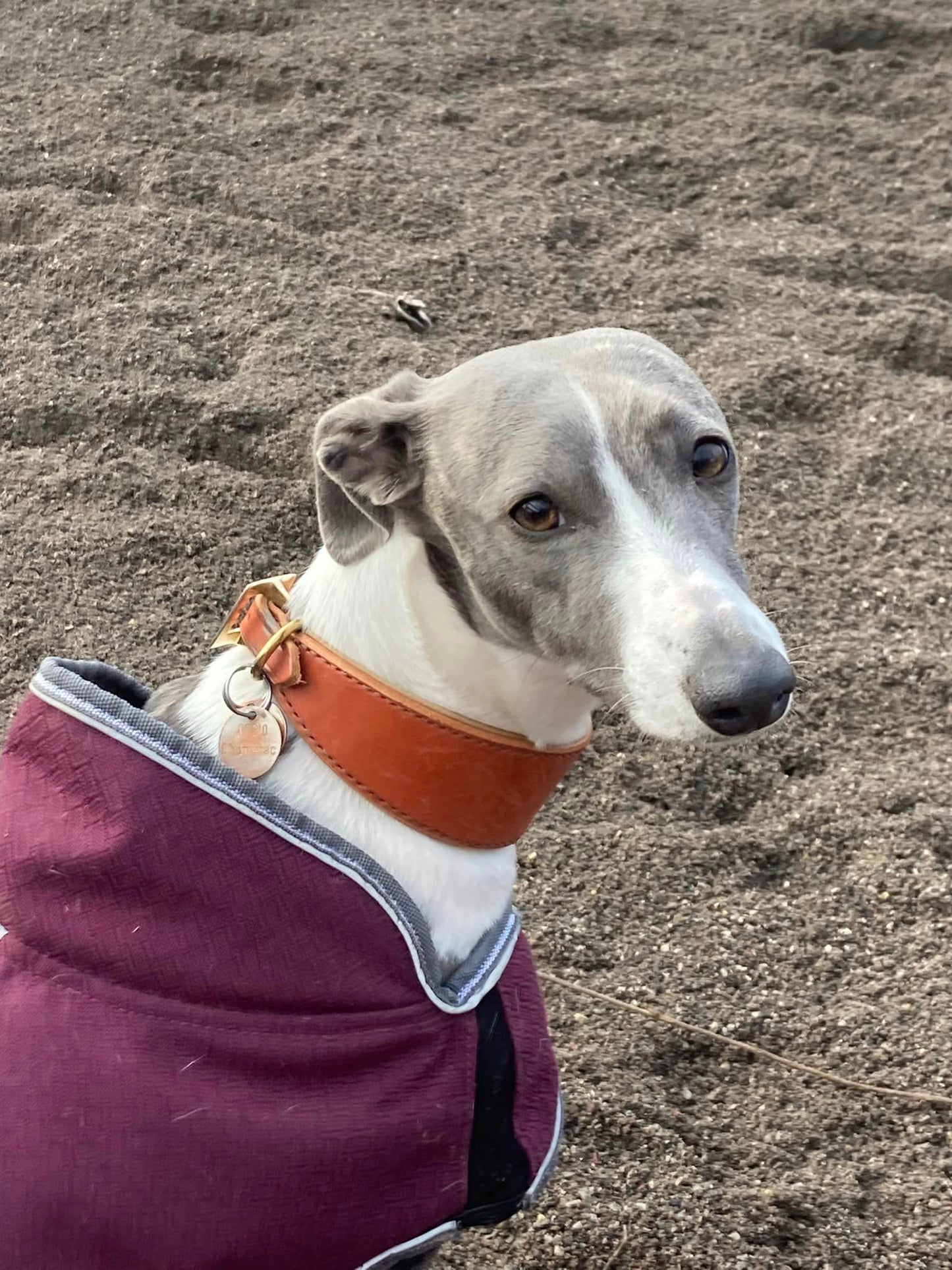 COLLIER CHIEN WHIPPET
