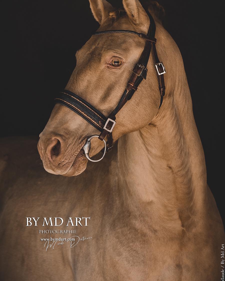 BRIDON GALUCHAT LUXURY