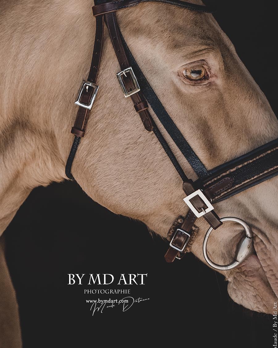 BRIDON GALUCHAT LUXURY