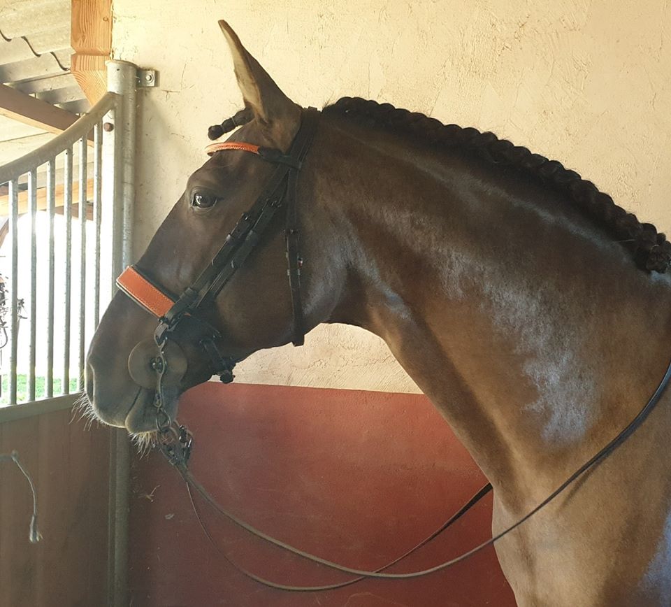 BRIDON EN CUIR D'AUTRUCHE